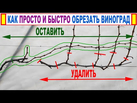 Видео: 🍇 Секрет НАДЕЖНОЙ ОБРЕЗКИ ВИНОГРАДА. Зачем нужен сучок замещения и плодовая стрелка. Плодовое звено!
