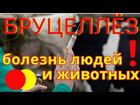 Видео: Пугающая правда о бруцеллезе|Как избежать -советы животноводам и охотникам| умерла ЕкатеринаСавинова