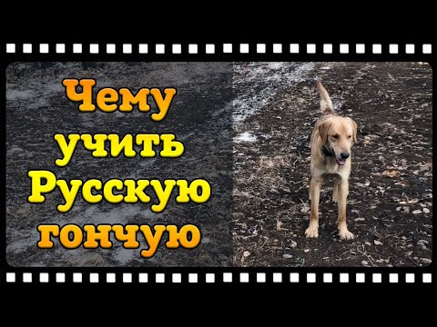 Видео: Русская гончая с чего начать как преуспеть в её подготовке.