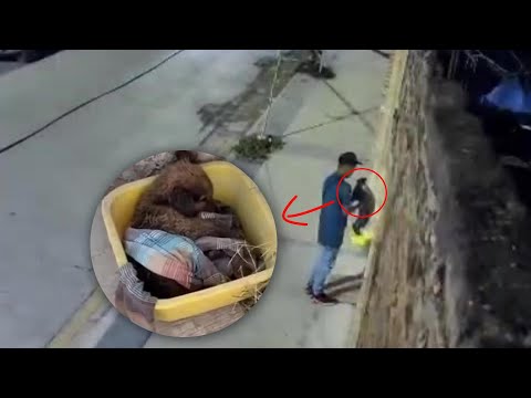 Видео: В полночь он был брошен, сломлен и напуган… сегодня Той заново учится доверять и любить!