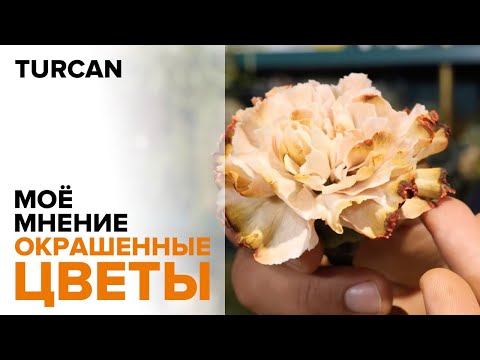 Видео: Окрашенные цветы. Моё мнение. Как с ними работать / Дмитрий Туркан #магияфлористики #азбукафлориста