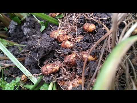 Видео: Чуфа или земляной миндаль.
