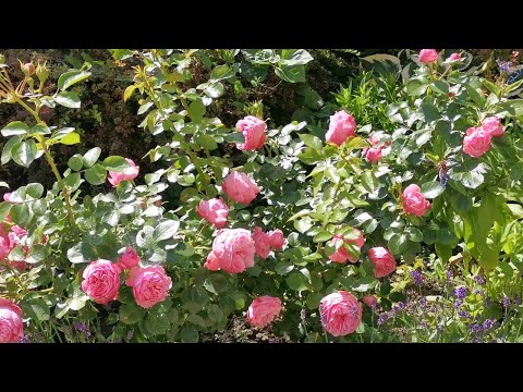 Видео: Приглашаю в сад. Начало июля