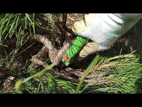 Видео: Ниваки из сосны, обрезка 1-го года