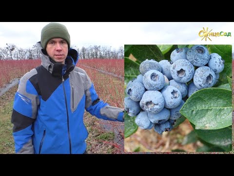 Видео: Чорниця (лохина) ДЮК 🔵🌿
