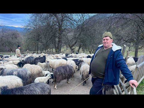 Видео: Унікальне Закарпатське Вівчарство. Ферма Шміляка Миколи у Вільхівських Лазах