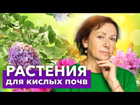 Видео: ЭТИ РАСТЕНИЯ ОБОЖАЮТ КИСЛЫЕ ПОЧВЫ! Что хорошо растет и красиво цветет на кислых почвах