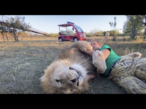 Видео: А вас ОБНИМАЛ ОГРОМНЫЙ ЛЕВ ? По настоящему ...