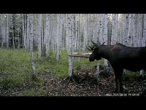 Видео: Август 2025 г солонец в березниках. Волки гонят лося.