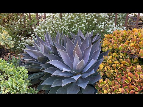 Видео: В ДЕЛЬ-МАРЕ ЕЖЕГОДНОЕ ОБСЛУЖИВАНИЕ!