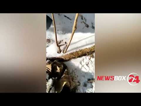 Видео: Останки охотника, погибшего от нападения тигра, найдены в тайге в Хабаровском крае