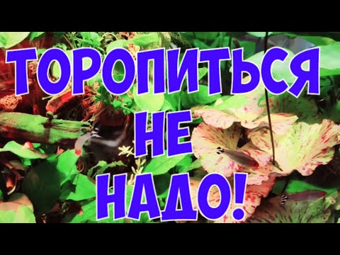 Видео: ТОРОПИТЬСЯ НЕ НАДО! Карантин.