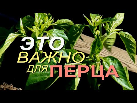 Видео: СДЕЛАЙТЕ ЭТО ВОВРЕМЯ И ПОЛУЧИТЕ МНОГО ЗДОРОВЫХ ПЕРЦЕВ! Советы от ЗЕЛЕНОГО ОГОРОДА!