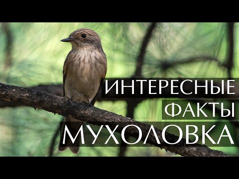 Видео: Птица мухоловка - интересные факты