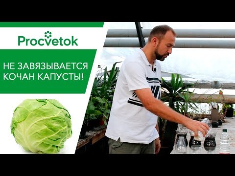 Видео: КАПУСТА. Что делать, если не завязываются кочаны?