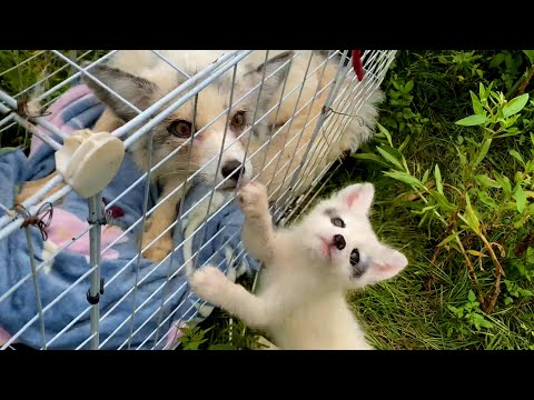 Видео: Через 10 дней разлуки мама лиса 🦊 вернулась. Узнает ли её лисёнок? 🦊🥰😘❤👍👍👍