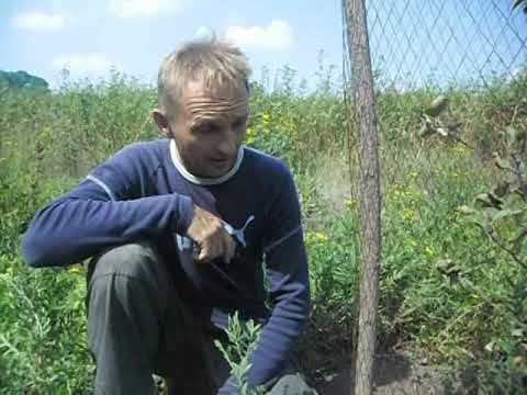 Видео: изготовление саженцев с интеркалярной вставкой 2