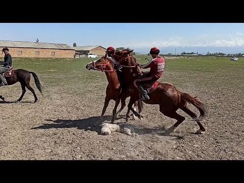 Видео: Белек Мукаев баласын улака уйротып жаткан учуру.