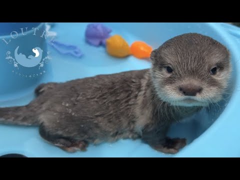 Видео: Детеныш выдры жалуется в бассейне!