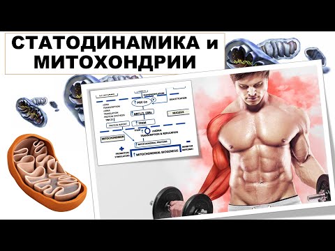 Видео: СТАТОДИНАМИКА И МИТОХОНДРИИ