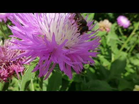 Видео: Неприхотливые и Красивые Цветы Захватчики. Иметь или не иметь?