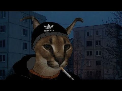 Видео: Mashup Face × Molchat Doma Юморист для думеров
