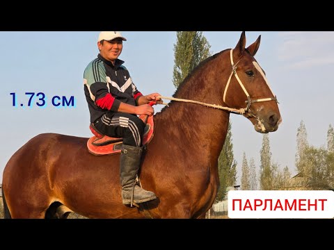 Видео: ПАРЛАМЕНТ  АТТЫН  УДАРЫ ЧЫКТЫ  1.73 см  ЁМАдан 