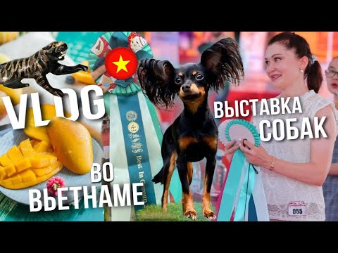 Видео: Выставка собак во Вьетнаме г. Хошимин/Необычная еда, массаж и лавка с сувенирами/День 3/VIETNAM VLOG