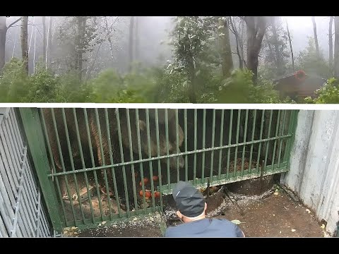 Видео: Мансур 🤎 Большая буря и деревья упали. Дима и друзья успокаивают медведя и заботятся 💖🐾