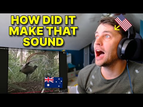 Видео: Американец отреагировал на австралийского лирохвоста, имитирующего бензопилу, машину, людей и мно...