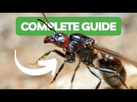 Видео: Как вырастить колонию муравьёв! | Муравьи BRUMA