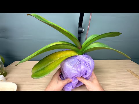 Видео: желтеют листья орхидей после пересадки орхидеи // что пошло не так у орхидеи