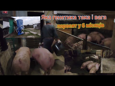 Видео: вес поросят у 6 місяців яка генетика  такі і свині