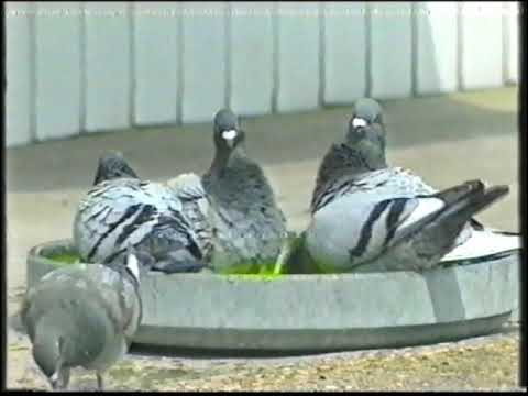 Видео: Карел Мюлеманс,Бельгия,1996г..