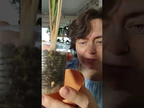 Видео: Обзор растений. Часть 3. Кухня