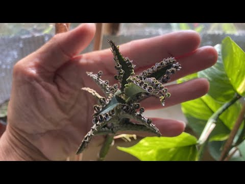 Видео: ДЕГРЕМОНЧИК! Я ТЕБЯ ПРИСТРОИЛА!