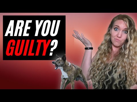 Видео: 10 причин, по которым ваша агрессивная собака не становится лучше