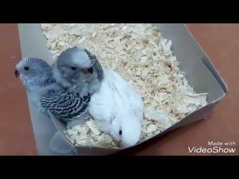 Видео: Птенцы волнистого попугая.
