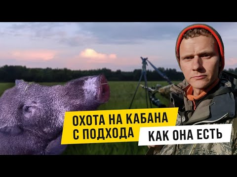 Видео: ОХОТА  НА КАБАНА С ПОДХОДА, КАК ОНА ЕСТЬ!