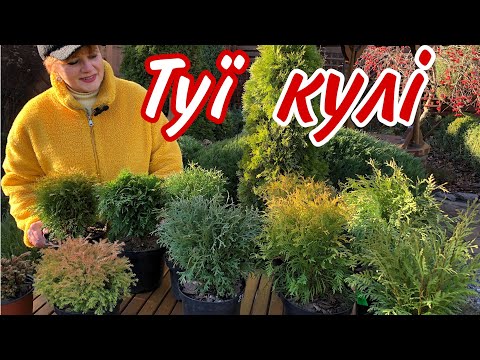 Видео: Туя КУЛЕПОДІБНА.Все що ВИ ХОТІЛИ знати.Туя західна.Як обрати?На що звернути увагу.Чому треба стригти