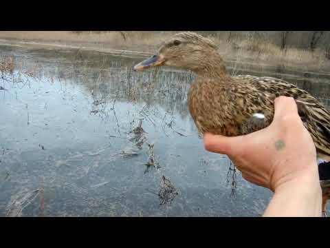 Видео: Охота с двумя подсадными.