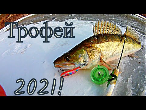 Видео: ОН не лезет в лунку! | СУДАК на РАТТЛИН (VIB)