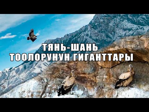 Видео: Кызыл китепке кирген Кыргызстандын канаттуулары