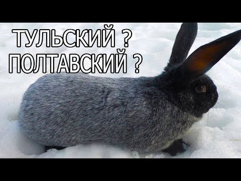 Видео: СЕРЕБРИСТЫЙ КРОЛИК, МОЙ ОПЫТ!