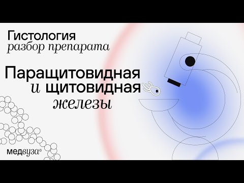 Видео: Щитовидная железа и паращитовидная железа | Разбор гистологического препарата