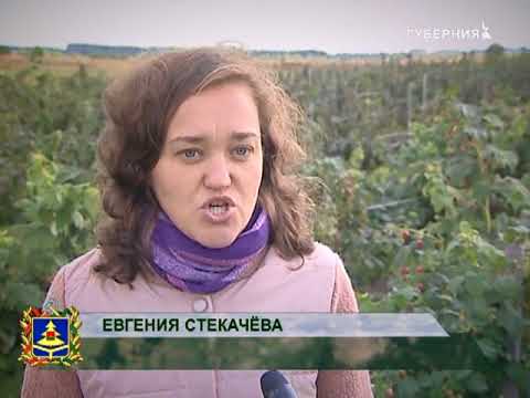 Видео: край брянский почепский район 24 10 17