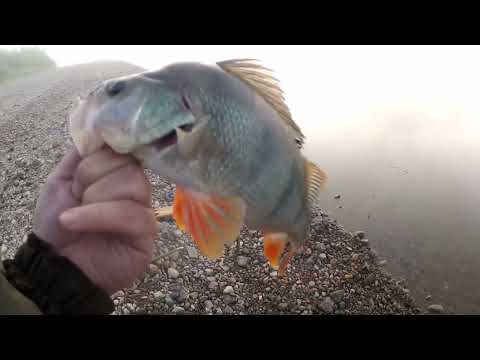 Видео: РЫБАЛКА в ТУМАН  р.ТОМЬ ИЮНЬ 2023г