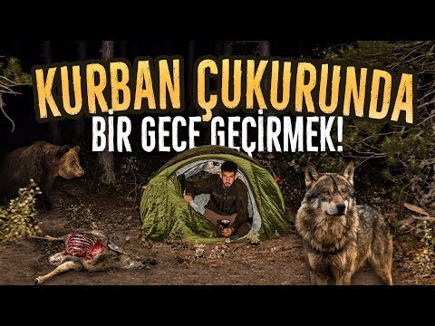 Видео: Проведю ночь с ямой животного! Палатка в кемпинге с медведями и волками!