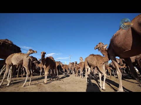 Видео: ШЕТЕЛДІКТЕР НЕГЕ ҚАЗАҚСТАНДЫҚ ТҮЙЕ СҮТІНЕ ҚҰМАР? / AGROLIFE / 29.07.22