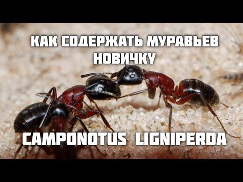 Видео: КАК ПОДНЯТЬ Camponotus ligniperda. Как начать содержать муравьев НОВИЧКУ в 2024